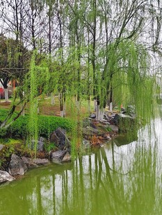 湖畔垂柳环绕的静谧景致