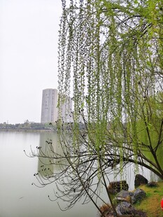 湖畔垂柳