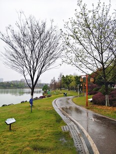 雨后湖边小路景色