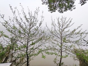 春日河畔树木景致