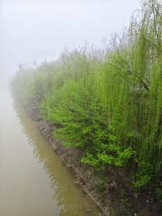 雾中河畔绿植景观