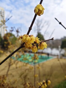 枝头绽放的黄色腊梅花