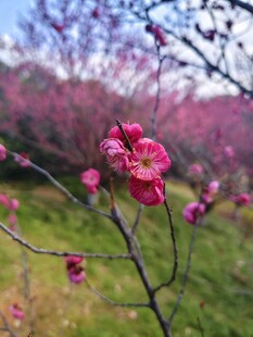 枝头绽放的娇艳粉色梅花