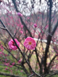 枝头绽放的娇艳粉色梅花