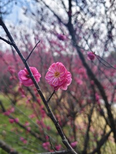 枝头绽粉梅