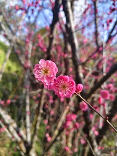 娇艳绽放的粉色花枝
