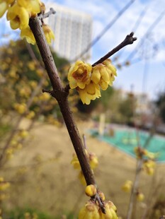 枝头绽放的娇艳黄色梅花