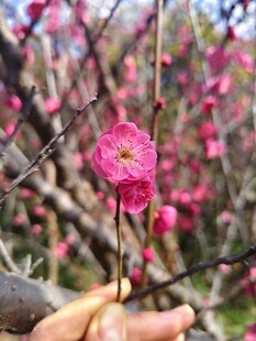 一朵娇艳绽放的红梅