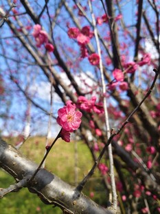 枝头绽放的艳丽红梅