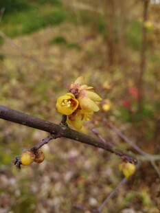 枝头绽放的黄色娇艳腊梅