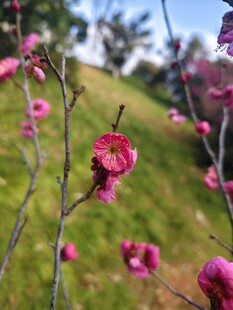 春日绽放的娇艳粉色梅花