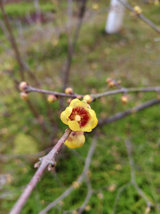 枝头绽放的娇艳黄色小花