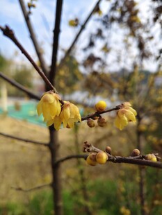 枝头绽放的黄色腊梅花