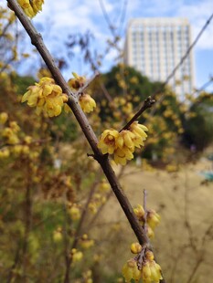 枝头绽放的黄色腊梅花