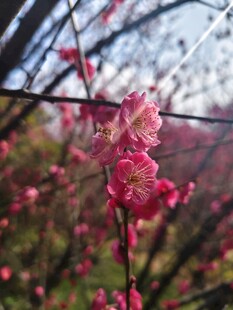 娇艳红梅枝头绽放