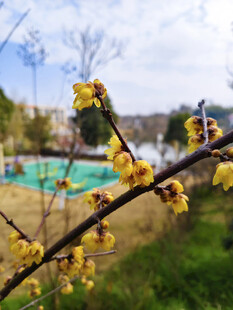 枝头绽放的黄色腊梅