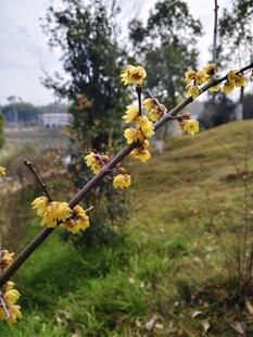 枝头绽放的黄色小花