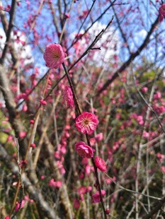 枝头绽放的娇艳粉色梅花