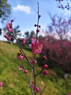 春日绽放的娇艳粉色花枝