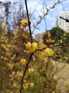 枝头绽放的黄色腊梅花