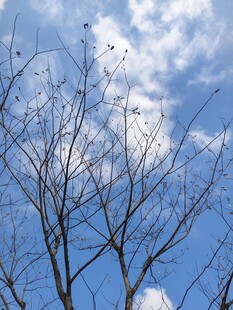 蓝天枯枝