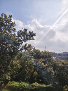 阳光照耀下的葱郁山林