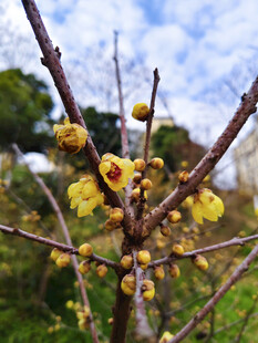 腊梅枝头绽放