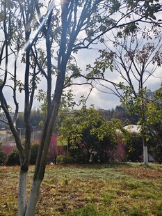 公园树木草地