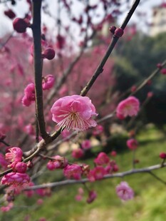枝头绽放的粉嫩梅花