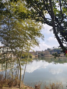 湖畔绿树环绕