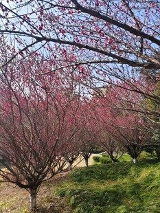 春日烂漫盛开的粉色梅花树