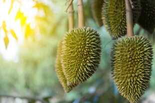 树上悬挂的新鲜榴莲