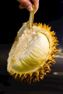 剥开的美味榴莲果肉
