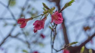 樱花 枝头绽放的娇艳红花朵