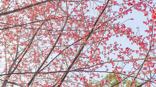 樱花满枝映蓝天