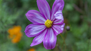 波斯菊 紫色单朵花绽放