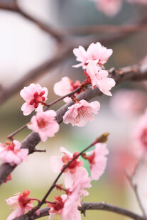 枝头绽放的粉嫩娇艳桃花