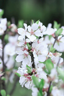 枝头绽放的洁白杏花