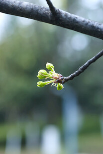 枝头新绿绽生机