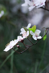 枝头绽放的白色花朵