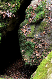 岩石缝隙中的青苔景象