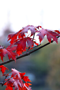 红枫叶