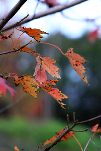 秋日枝头的斑斓枫叶
