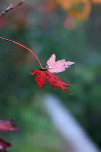 秋日红枫叶