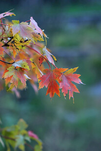 秋日枝头斑斓枫叶