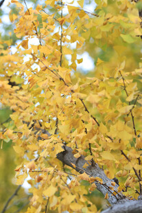 金黄银杏树枝叶