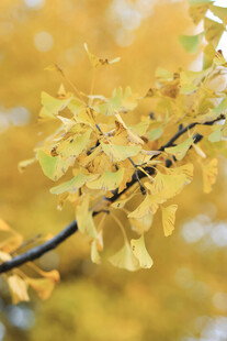 金黄银杏枝叶