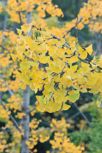 金黄银杏叶