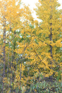 秋日金黄树林美景