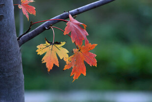枝头枫叶